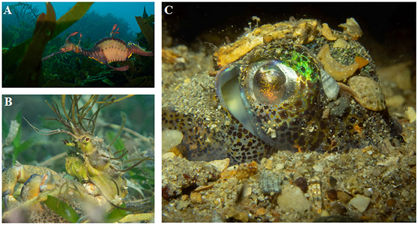 Figure 3 - Endemic species of the Great Southern Reef: (A) weedy seadragon; (B) golden decorator crab; and (C) southern dumpling squid.