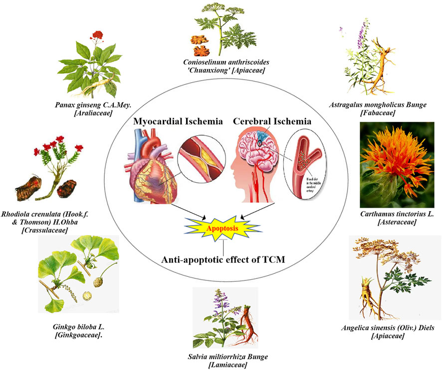 Frontiers | Therapeutic Targets By Traditional Chinese Medicine For ...