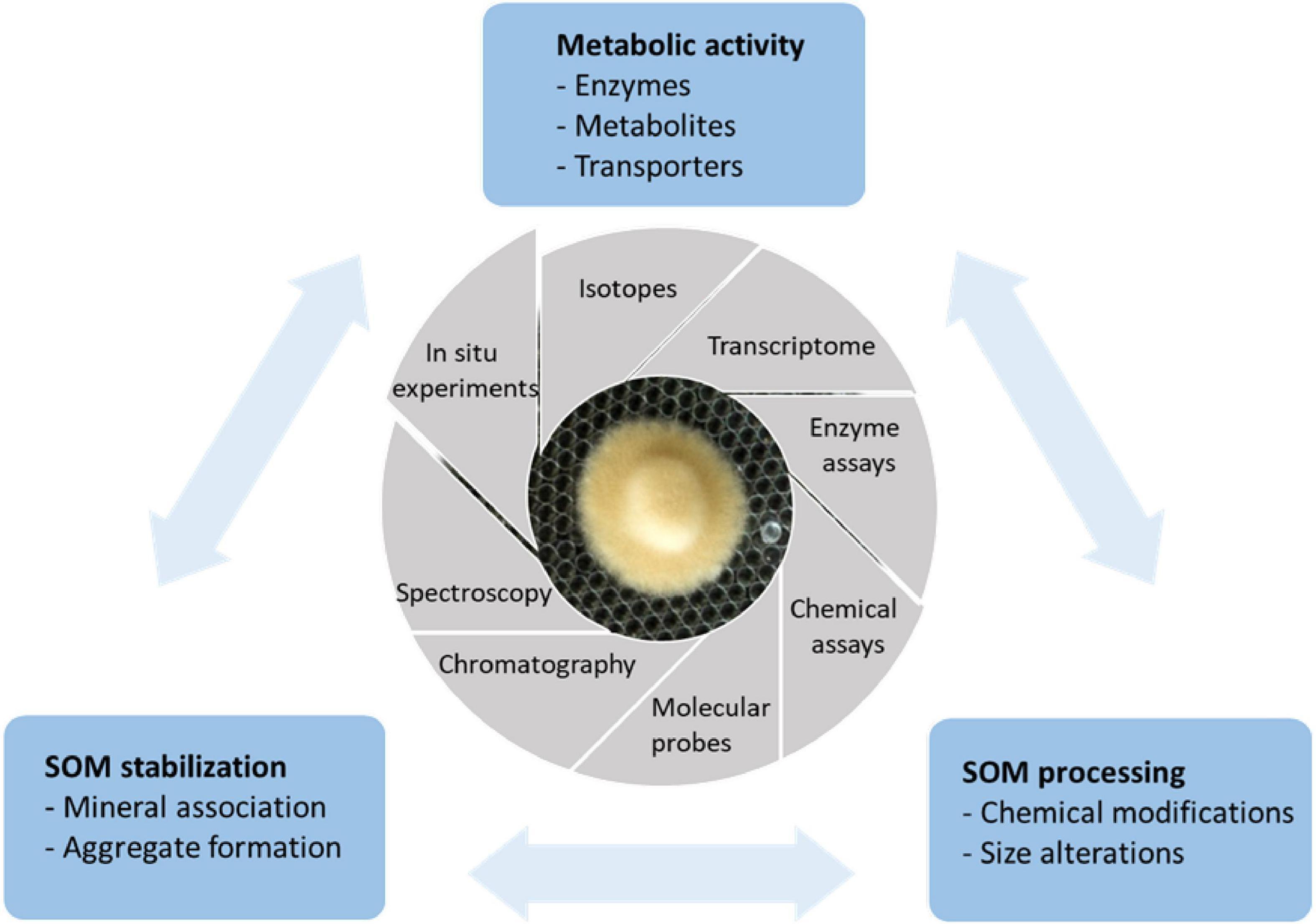 Frontiers Decomposition Of Soil Organic Matter By Ectomycorrhizal 