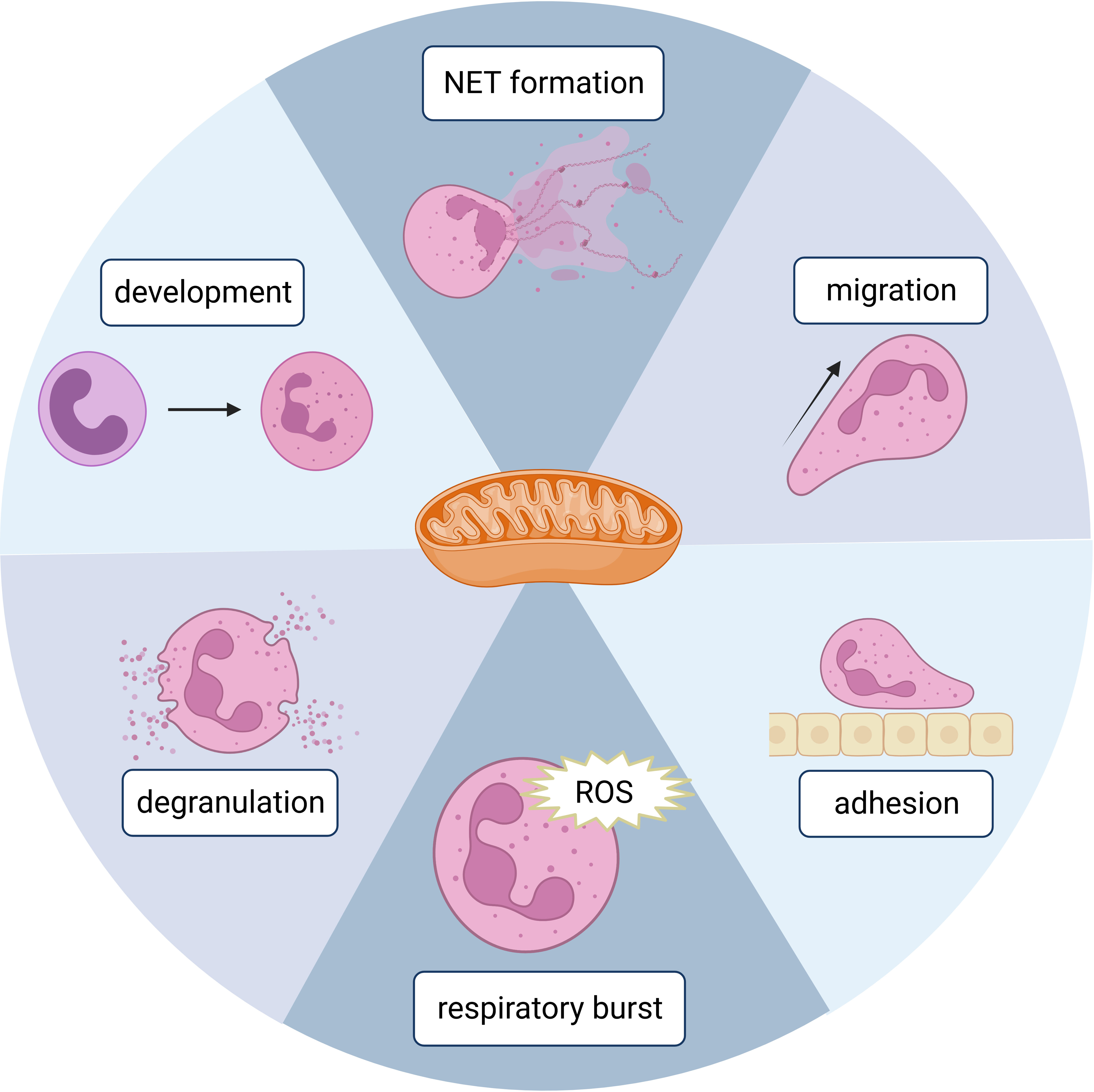 Frontiers Roles Of Mitochondria In Neutrophils