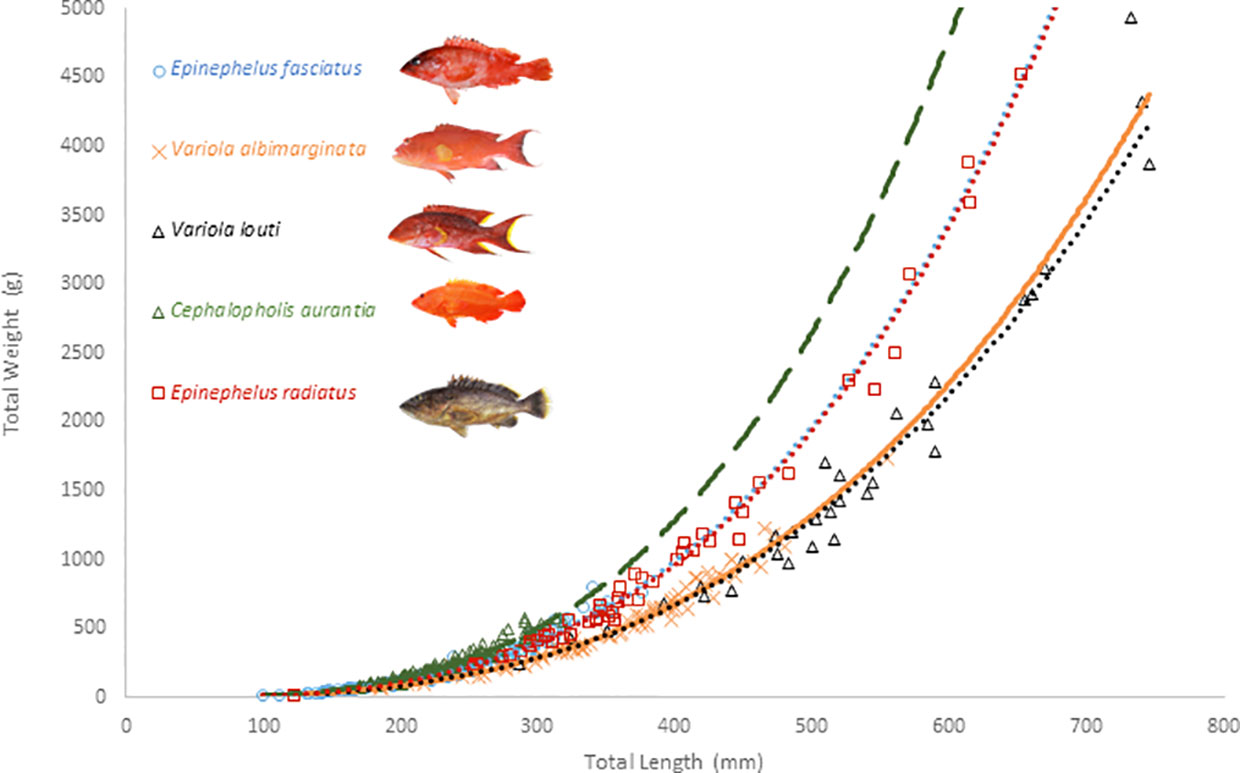 Frontiers  Biology of exploited groupers (Epinephelidae family) around La  Réunion Island (Indian Ocean)
