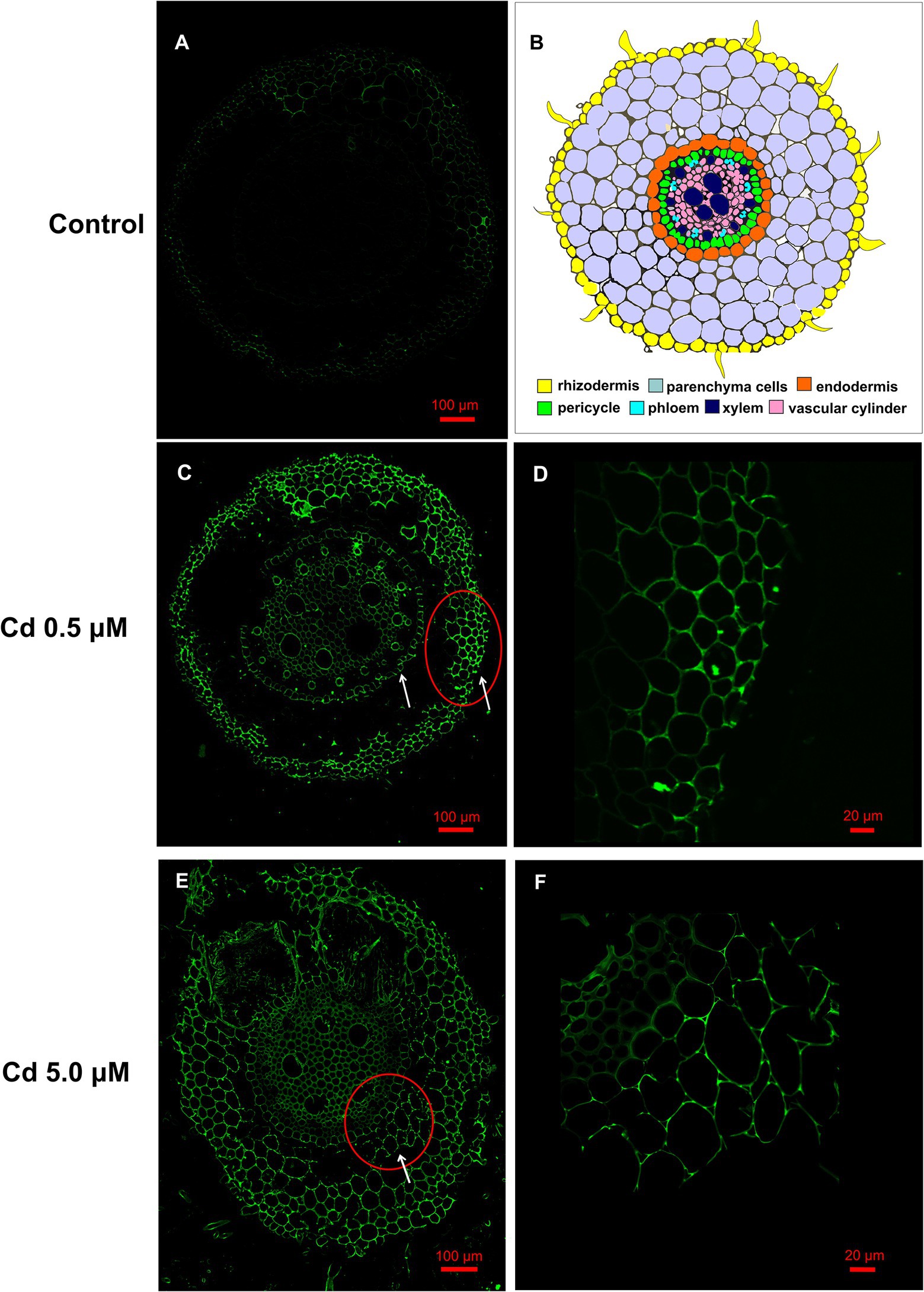 frontiers-effects-of-cadmium-on-root-morpho-physiology-of-durum-wheat