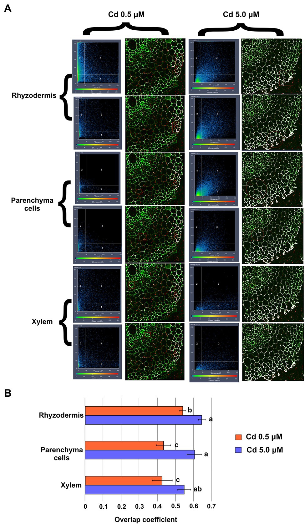 frontiers-effects-of-cadmium-on-root-morpho-physiology-of-durum-wheat