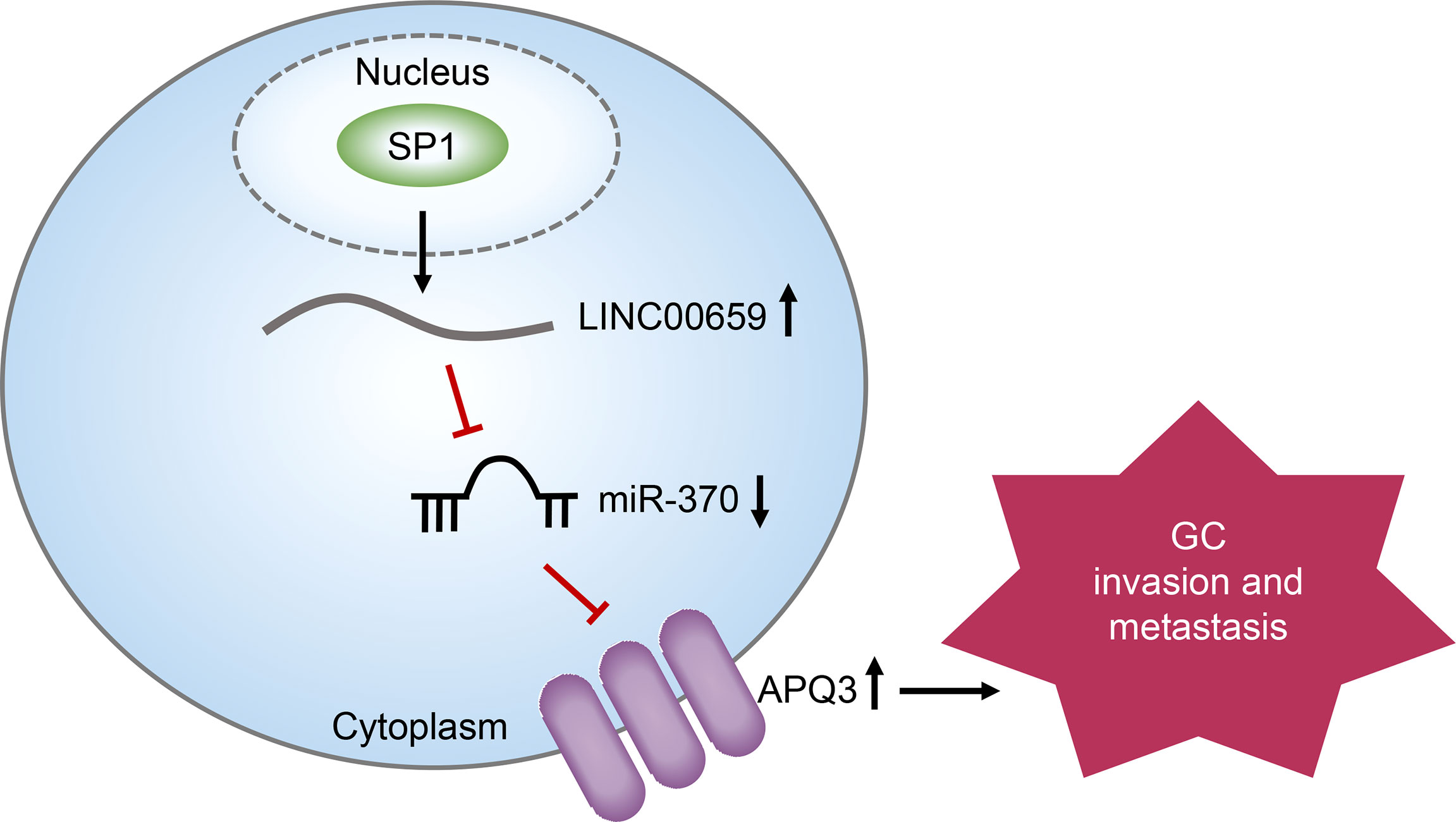 Frontiers | SP1-Induced Upregulation of lncRNA LINC00659 Promotes 