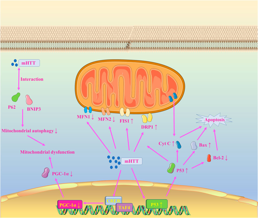 Frontiers | Regulation of mitochondrial dysfunction induced cell 