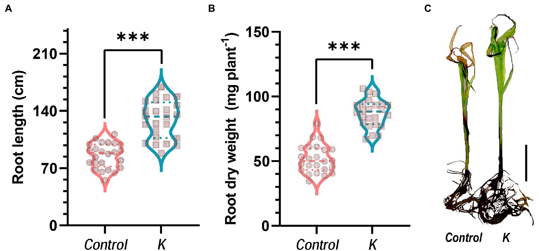 Frontiers  Mucilaginibacter sp. K Improves Growth and Induces