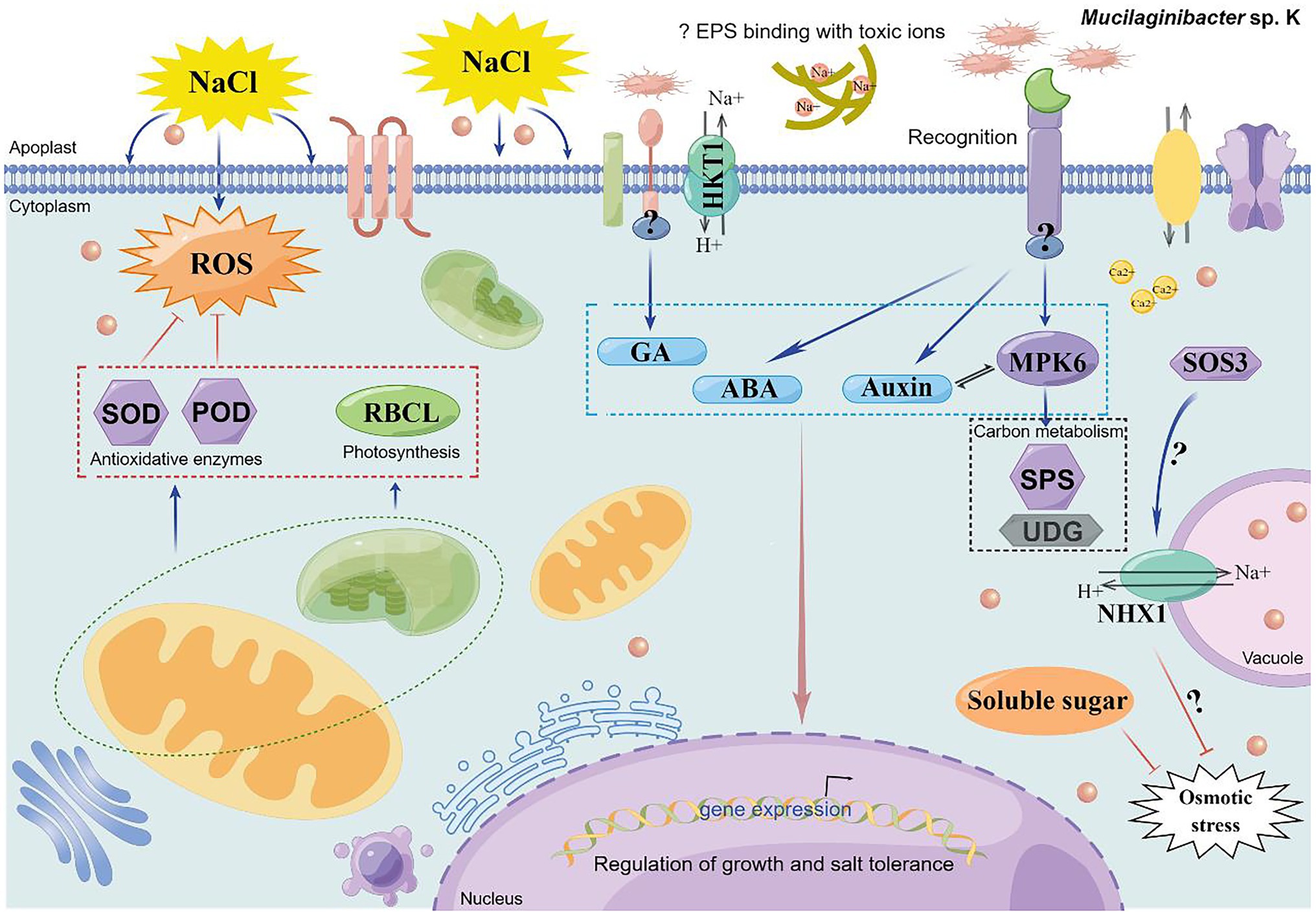 Frontiers  Mucilaginibacter sp. K Improves Growth and Induces