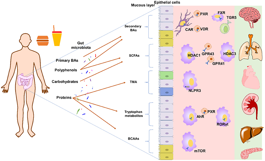 Frontiers  Effects of Oral Glucose-Lowering Agents on Gut Microbiota and  Microbial Metabolites