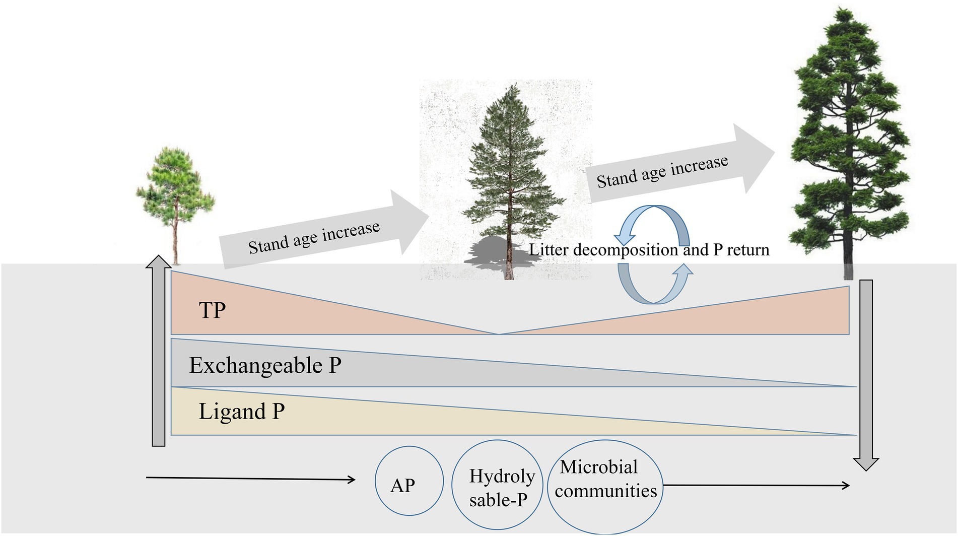 Plastic responses of below‐ground foraging traits to soil phosphorus‐rich  patches across 17 coexisting AM tree species in a subtropical forest - Zhu  - 2023 - Journal of Ecology - Wiley Online Library