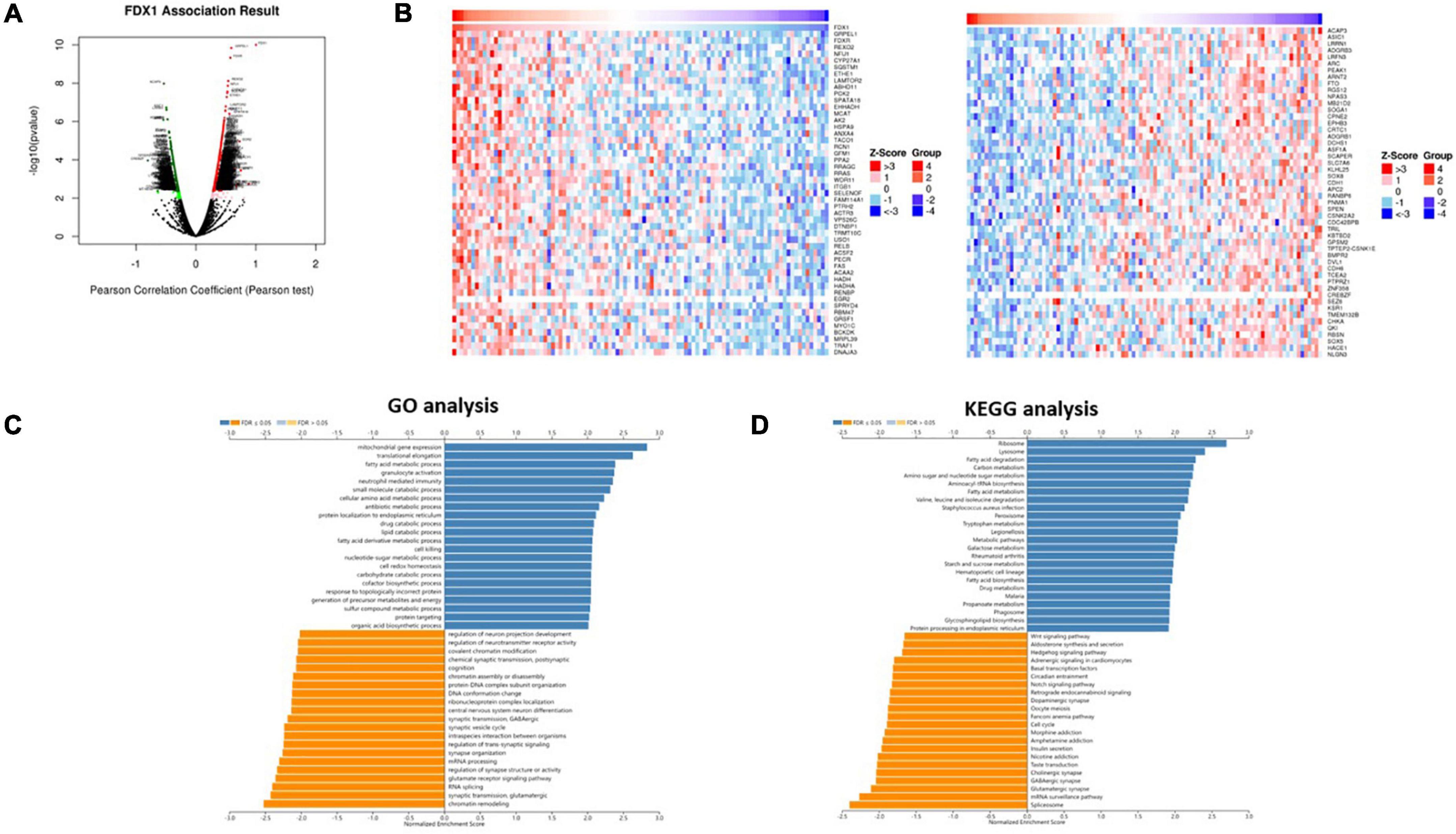 Frontiers Cuproptosis Key Gene Fdx1 Is A Prognostic Biomarker And