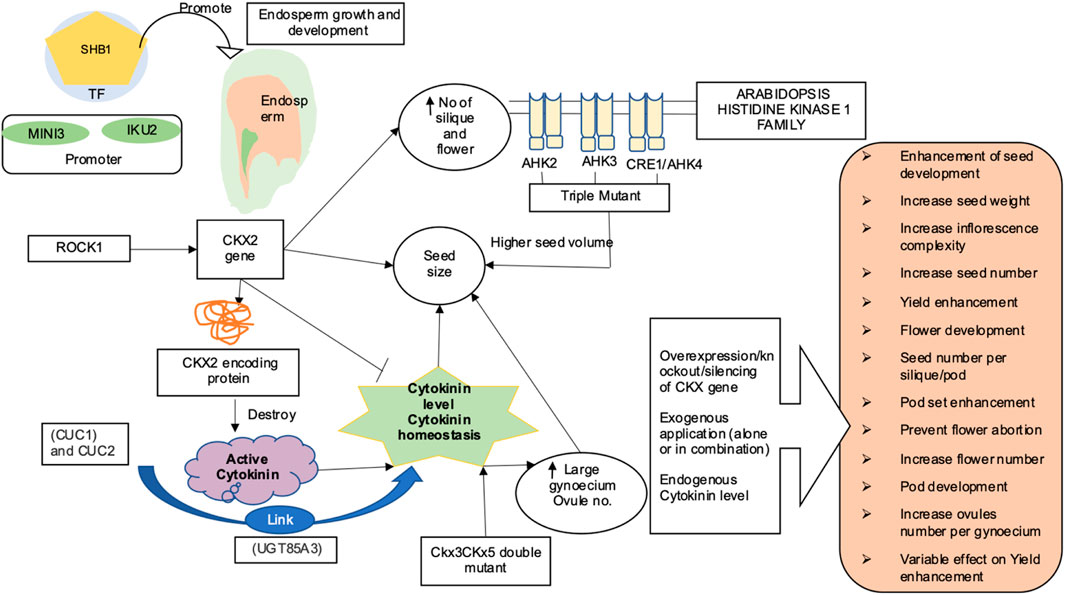 Frontiers | Role of cytokinins in seed development in pulses and