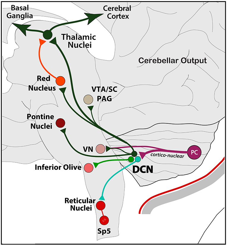 The connection between dizziness (vertigo) & migraine history - Dent  Neurologic