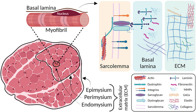 skeletal muscle tissue labeled sarcolemma