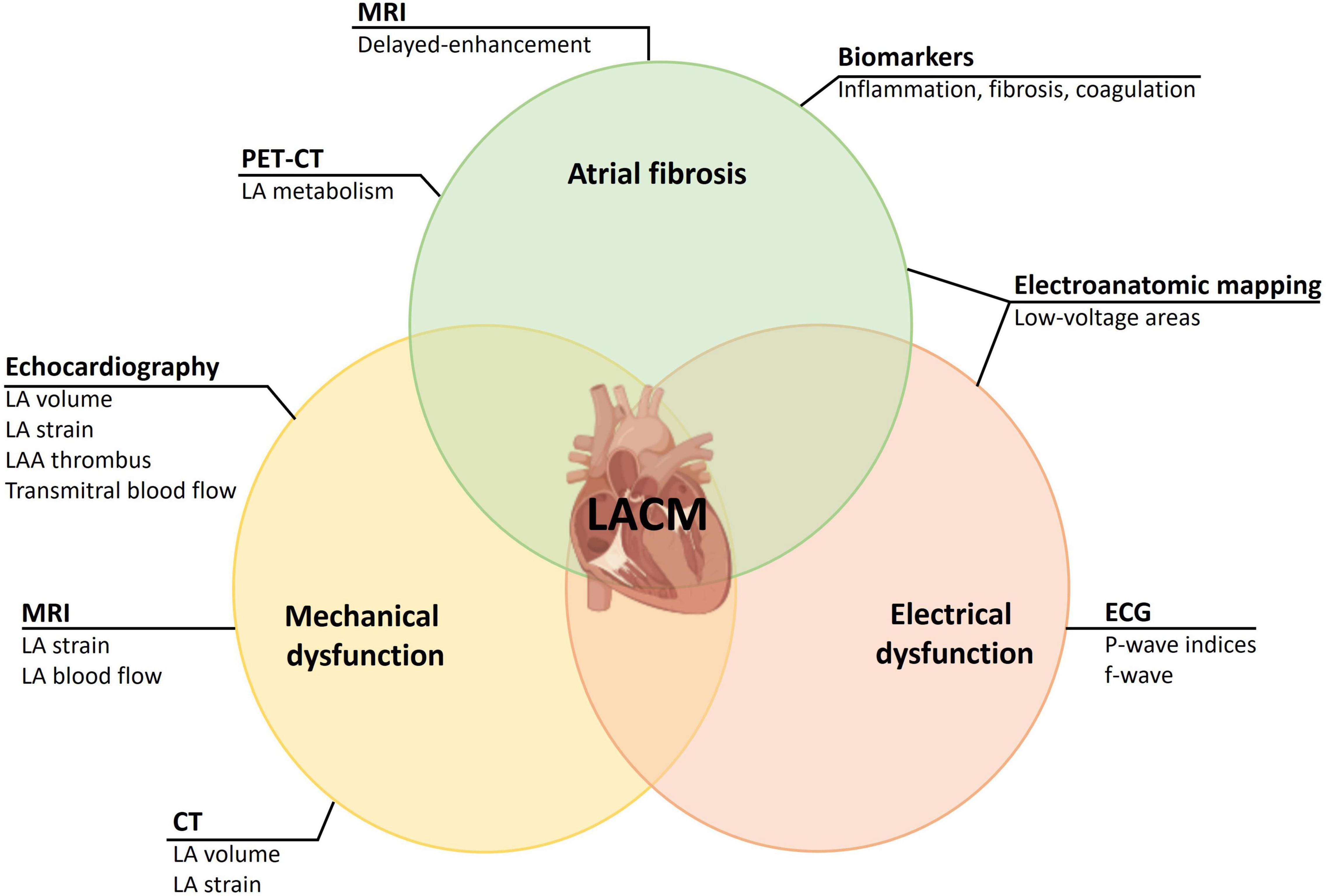 Left Atrial Strain Determinants During the Cardiac Phases