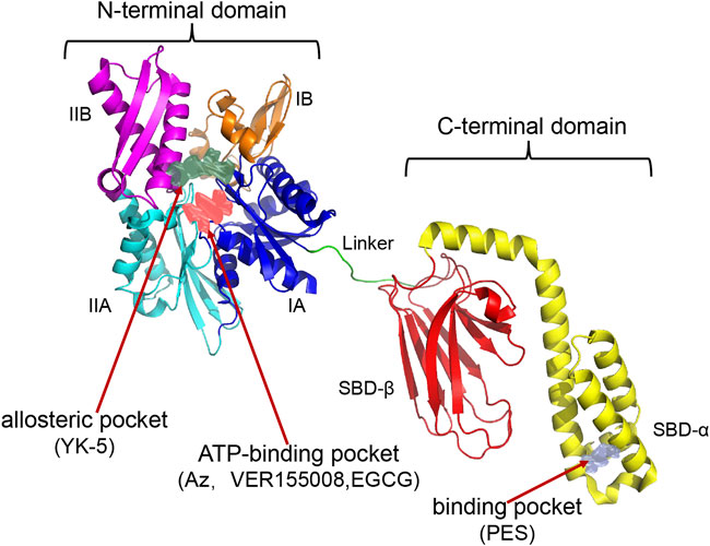 Frontiers | Advances in the study of HSP70 inhibitors to enhance 