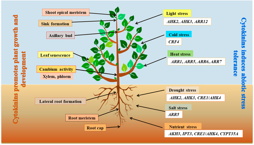 Frontiers | Cytokinin and abiotic stress tolerance -What has been ...