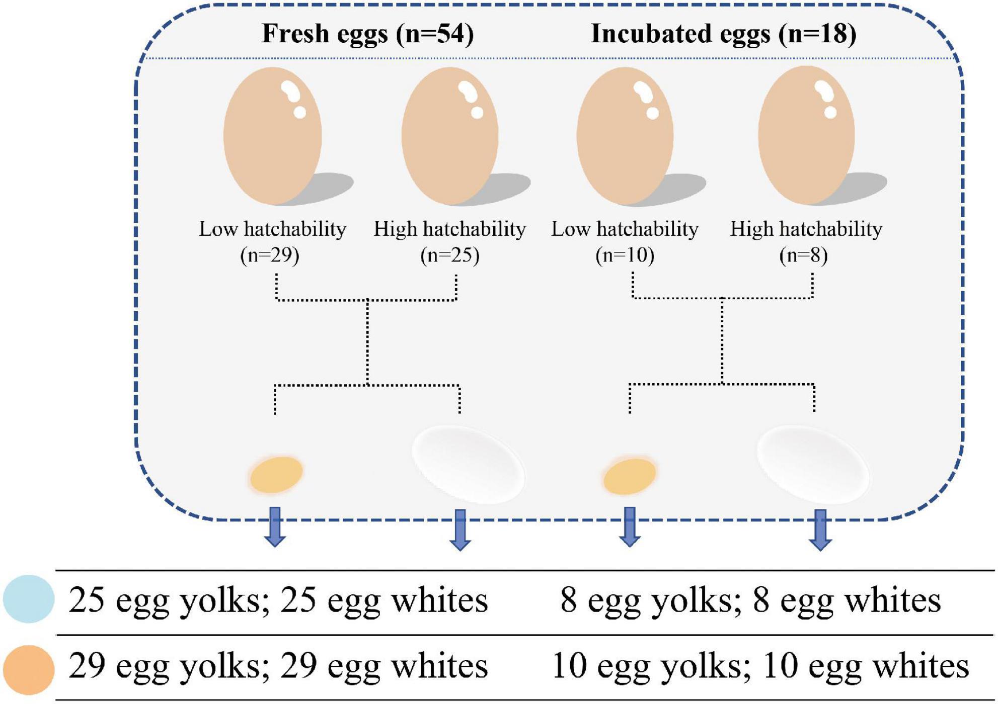 Key Temperatures for Egg Safety in Food Service Operations and