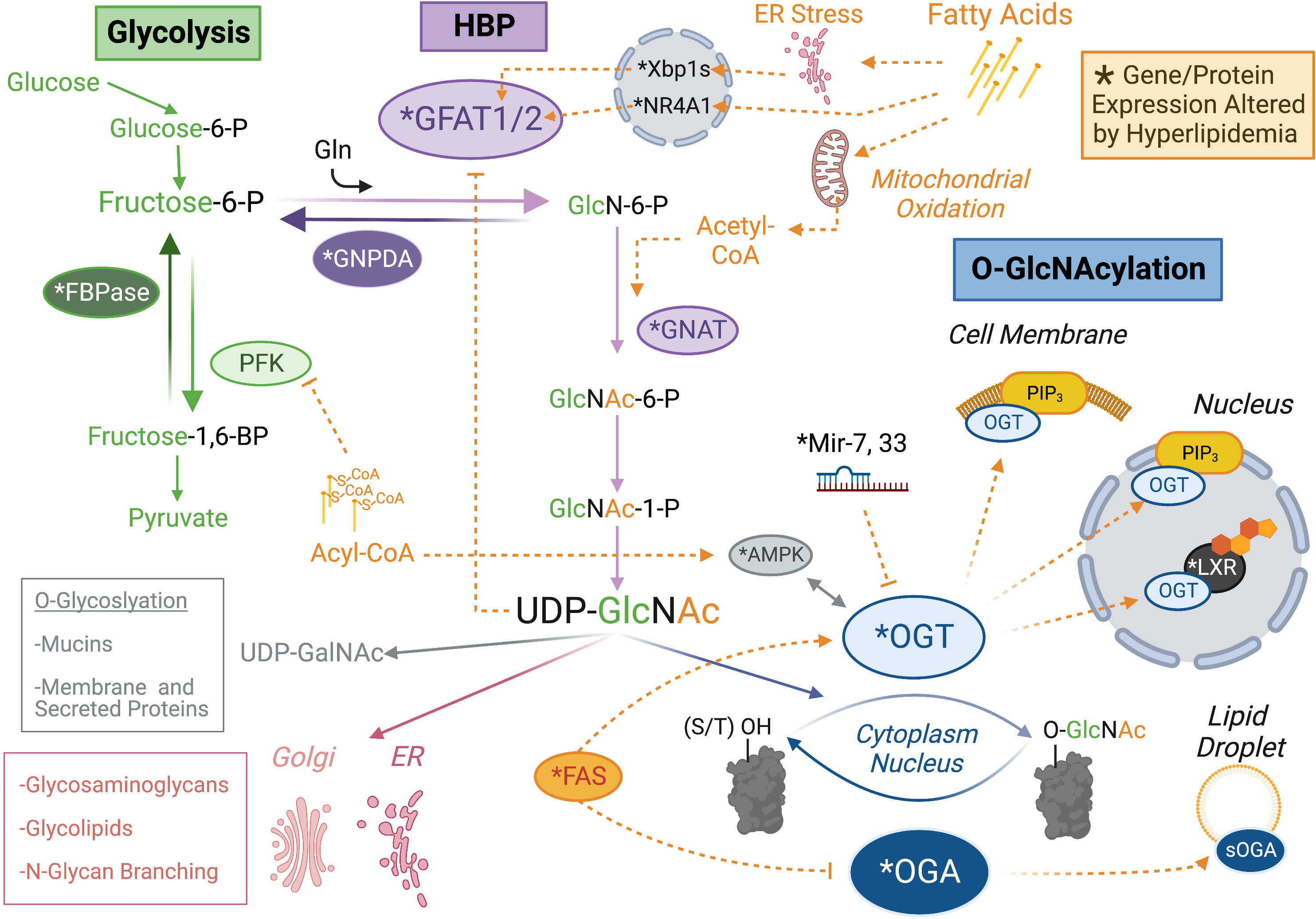Frontiers  A nexus of lipid and O-Glcnac metabolism in physiology and  disease