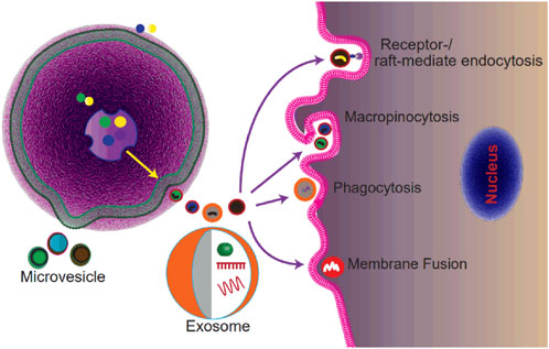 In Vivo Real-Time Imaging of Extracellular Vesicles in Liver Regeneration  via Aggregation-Induced Emission Luminogens