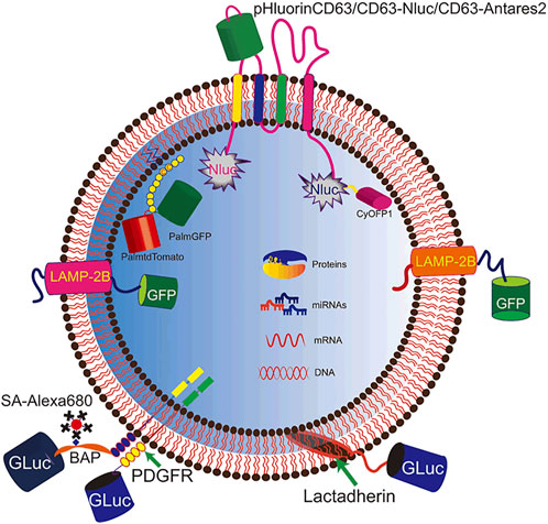 In Vivo Real-Time Imaging of Extracellular Vesicles in Liver Regeneration  via Aggregation-Induced Emission Luminogens