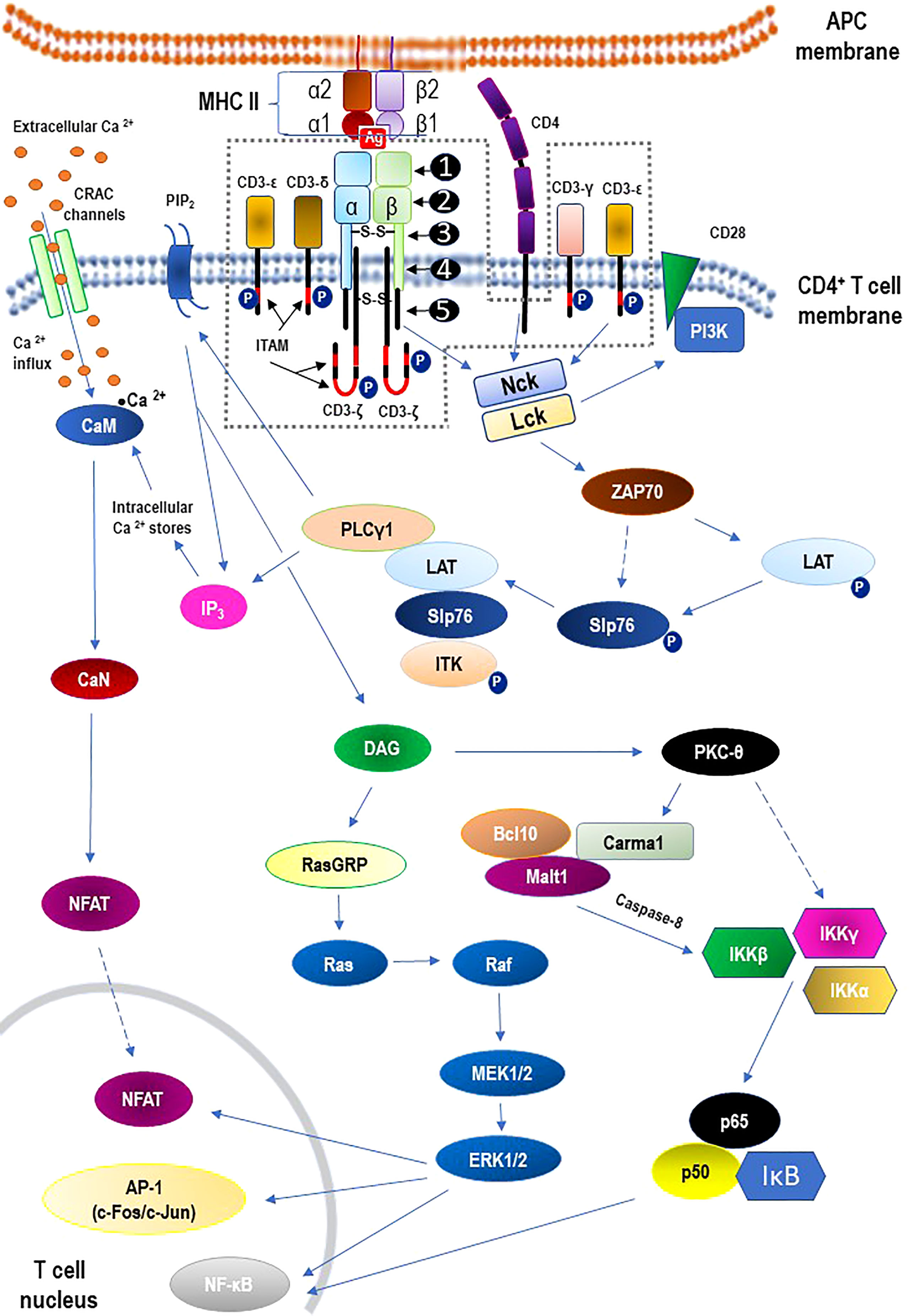 Frontiers Epigenetic regulation and T-cell responses in endometriosis