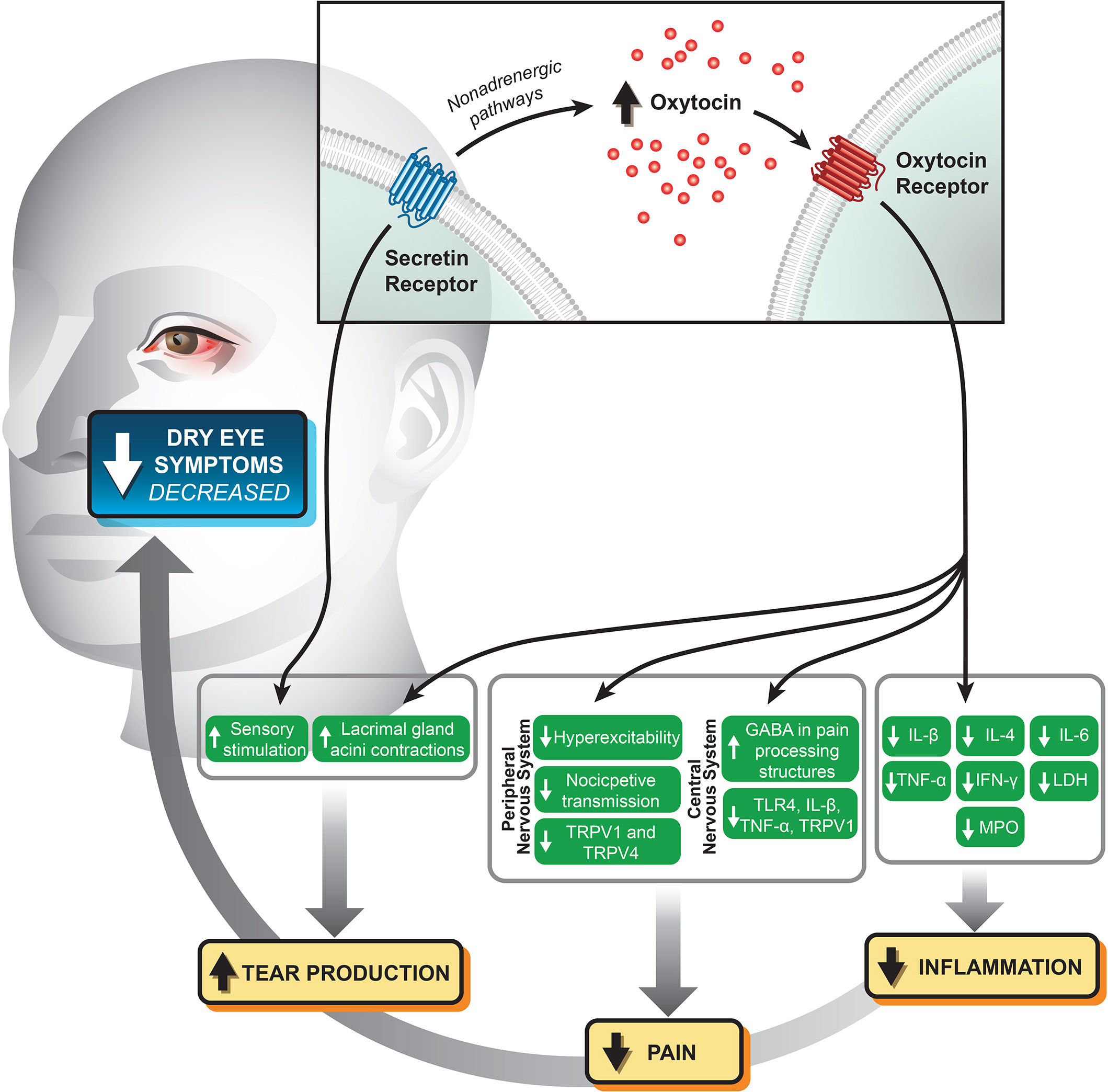 Frontiers  Oxytocin and secretin receptors – implications for dry eye  syndrome and ocular pain