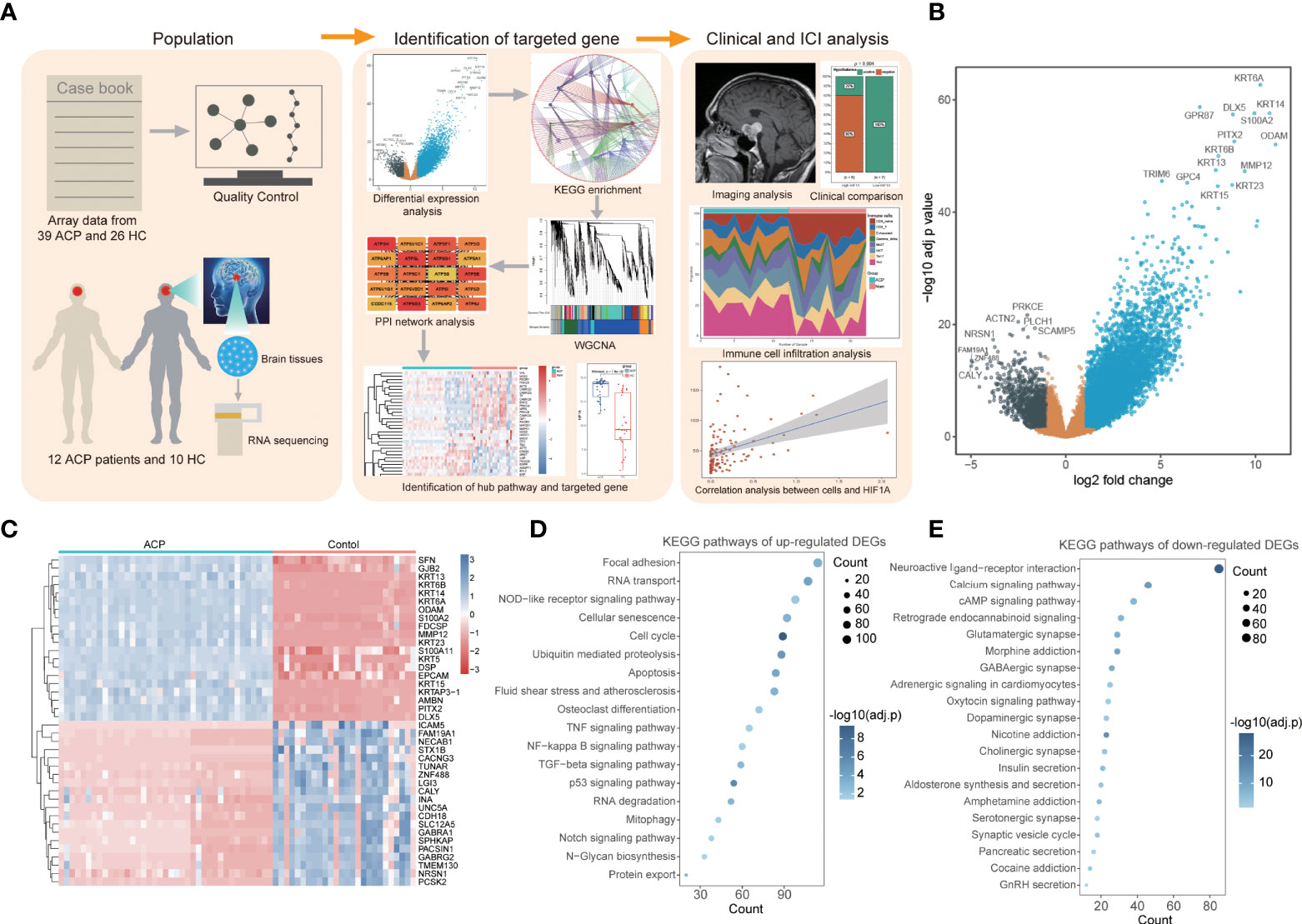 Frontiers Integrative analyses identify HIF 1 as a potential