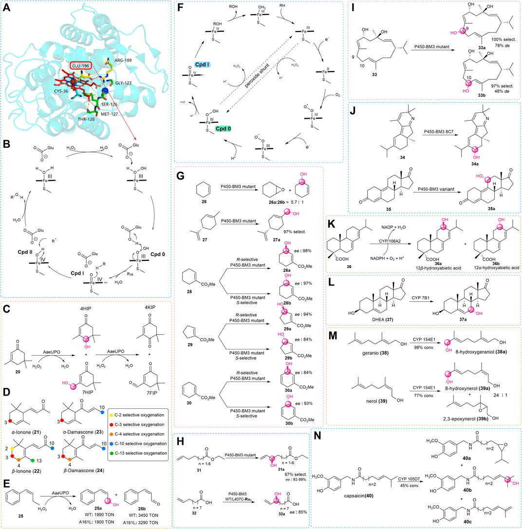 Enzymatic Hydroxylation of Aliphatic C–H Bonds by a Mn/Fe Cofactor