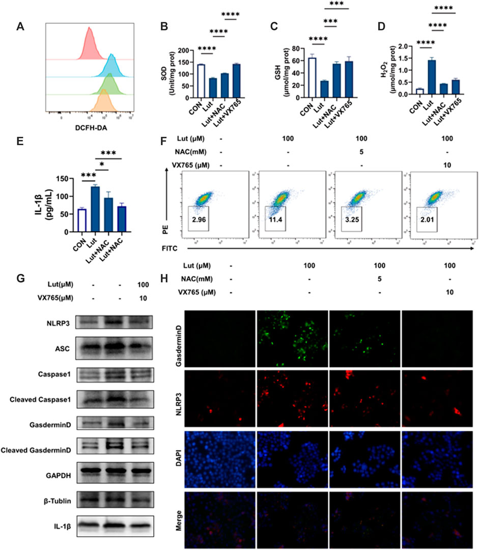 Frontiers | Luteolin induces pyroptosis in HT-29 cells by activating ...