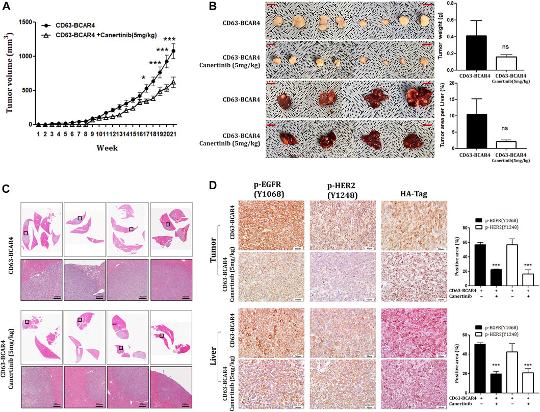 Frontiers | Oncogenic fusion of BCAR4 activates EGFR