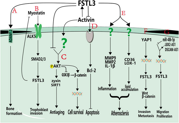 Frontiers  Meis2 controls skeletal formation in the hyoid region