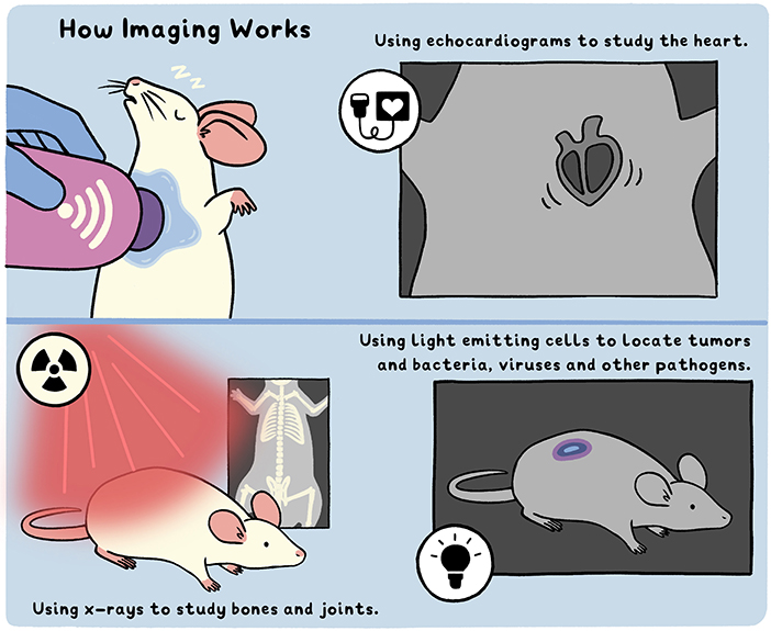 L'IRM pour réduire l'utilisation de souris et rats de laboratoire