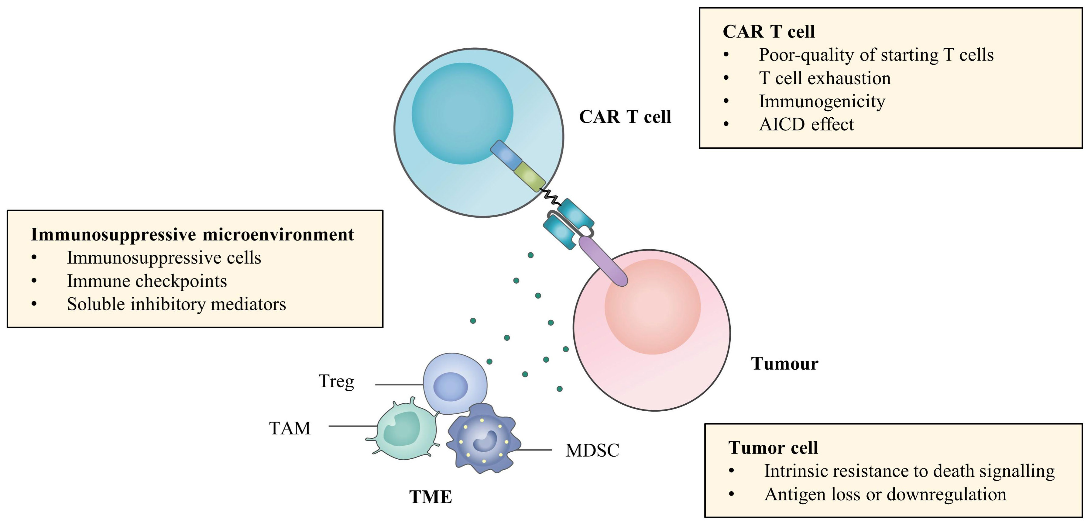 Transient rest restores functionality in exhausted CAR-T cells through  epigenetic remodeling