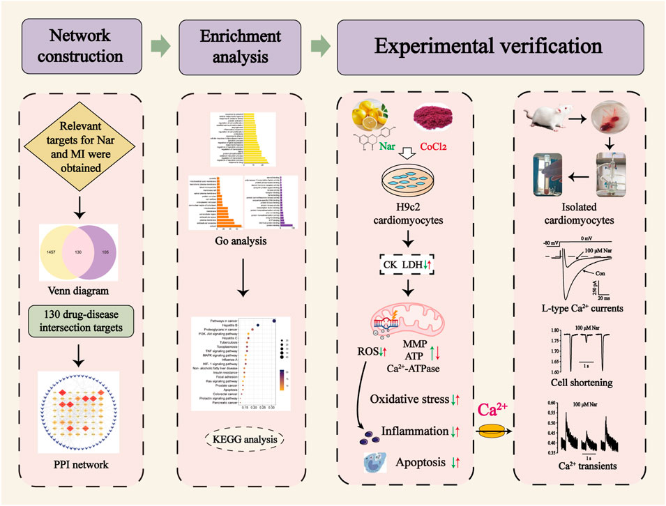 PDF) Mechanism of the negative inotropic effect of naringin in mouse heart., [Mecanismo del efecto inotrópico negativo de la naringina en el corazón de  ratón]