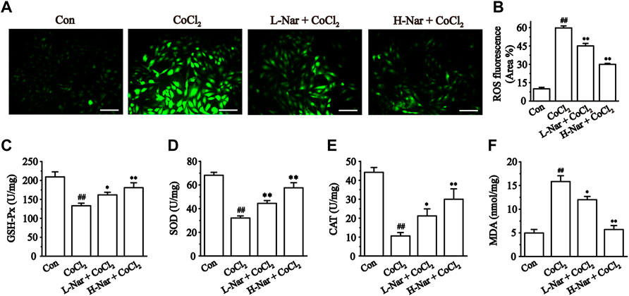 PDF) Mechanism of the negative inotropic effect of naringin in mouse heart., [Mecanismo del efecto inotrópico negativo de la naringina en el corazón de  ratón]