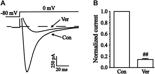 PDF) Mechanism of the negative inotropic effect of naringin in mouse heart., [Mecanismo del efecto inotrópico negativo de la naringina en el corazón de  ratón]