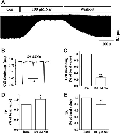 PDF) Mechanism of the negative inotropic effect of naringin in mouse heart., [Mecanismo del efecto inotrópico negativo de la naringina en el corazón de  ratón]