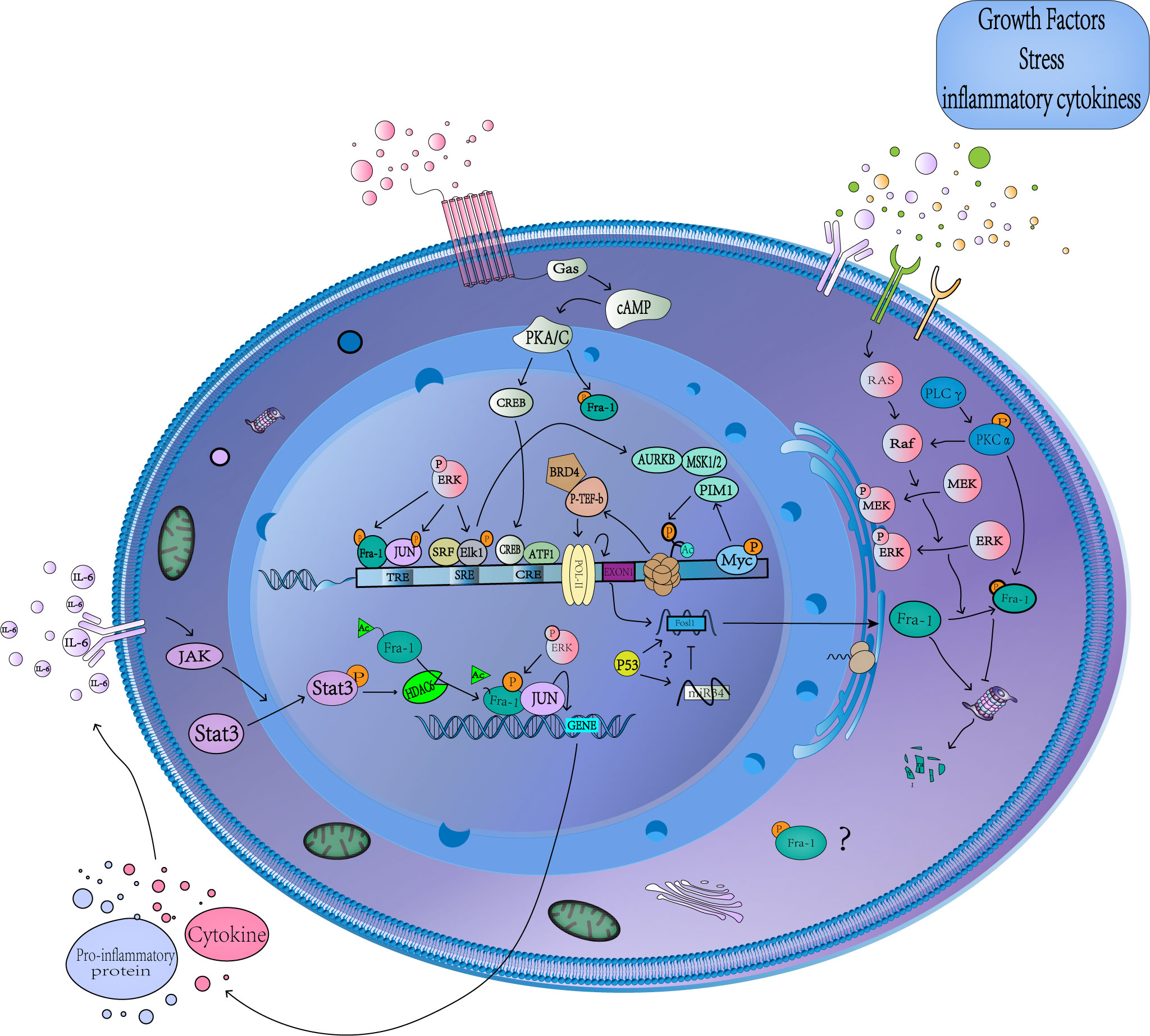 Frontiers | The Fra-1: Novel role in regulating extensive immune 