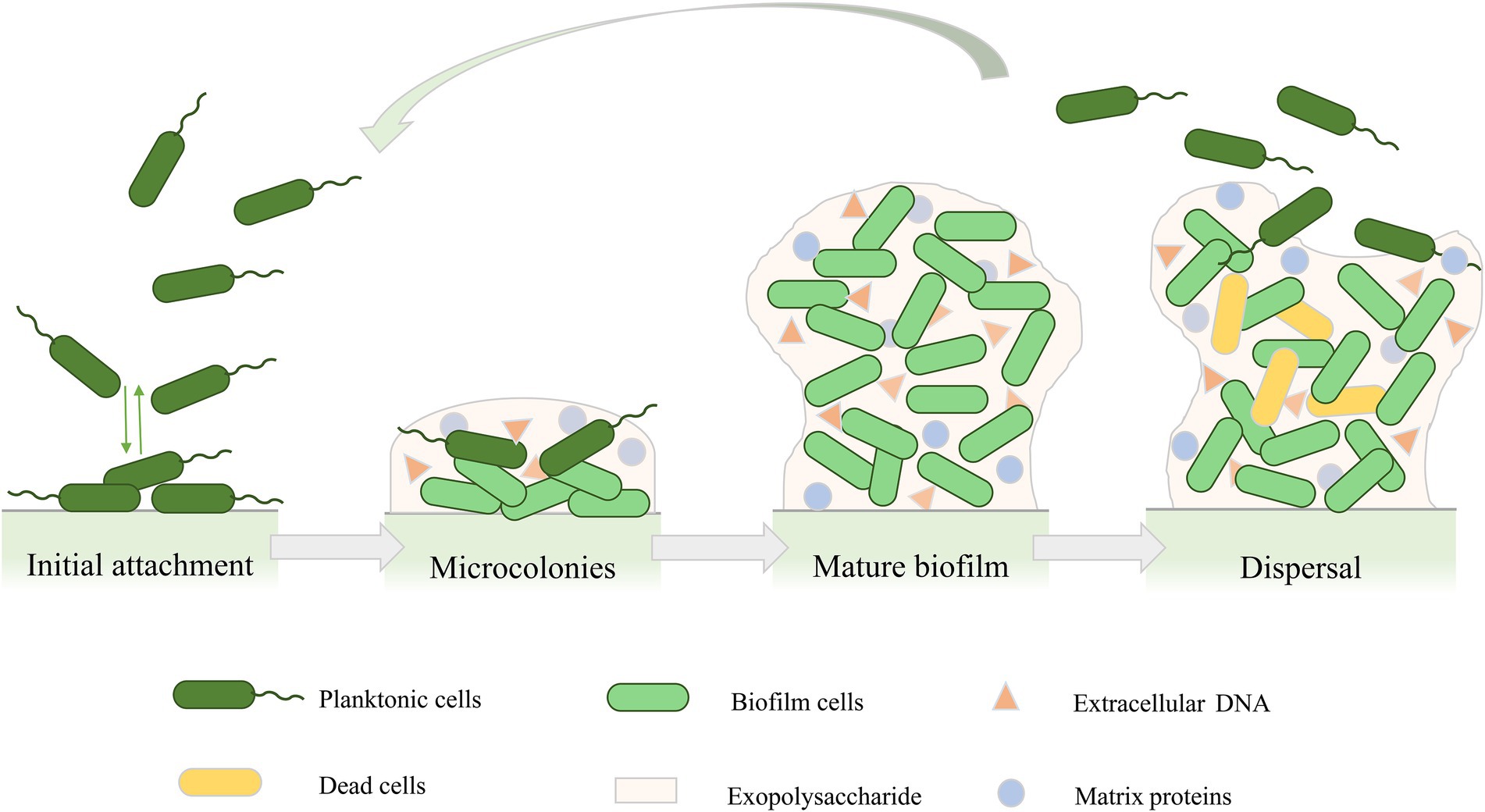 Evolving biofilm inhibition and eradication in clinical settings