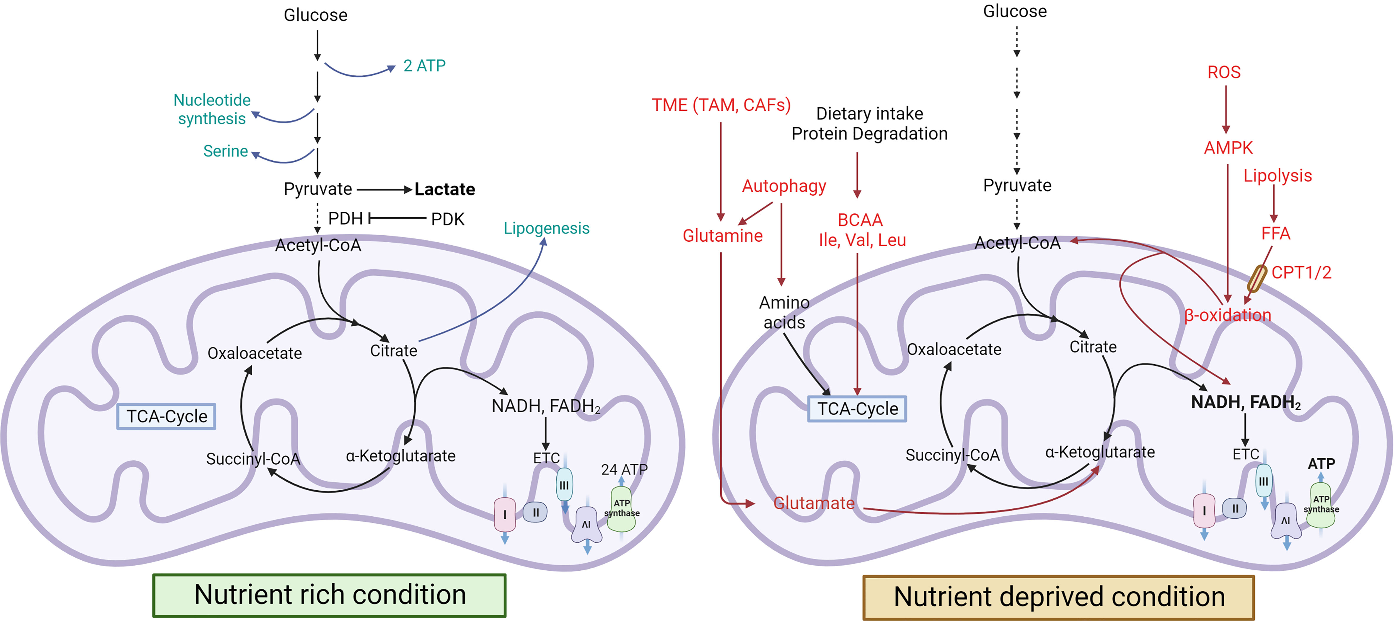 Frontiers | Targeting cancer-specific metabolic pathways for 