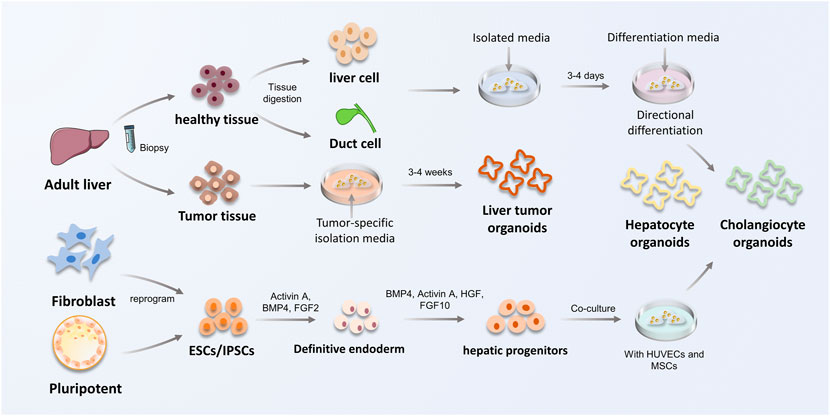 A human multi-lineage hepatic organoid model for liver fibrosis