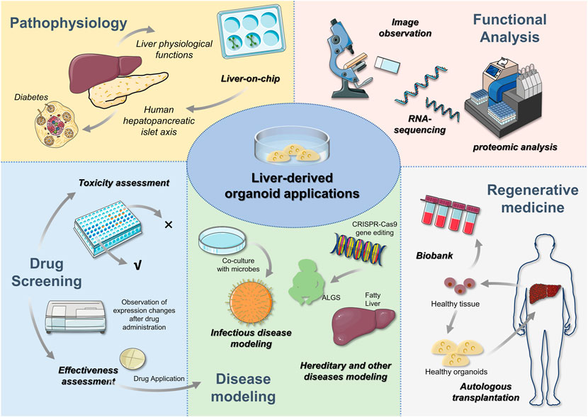 Frontiers | Liver organoids: From fabrication to application in 