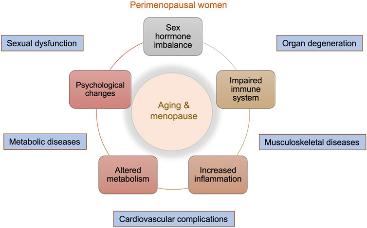 PDF) Perimenopause: The Complex Endocrinology of the Menopausal