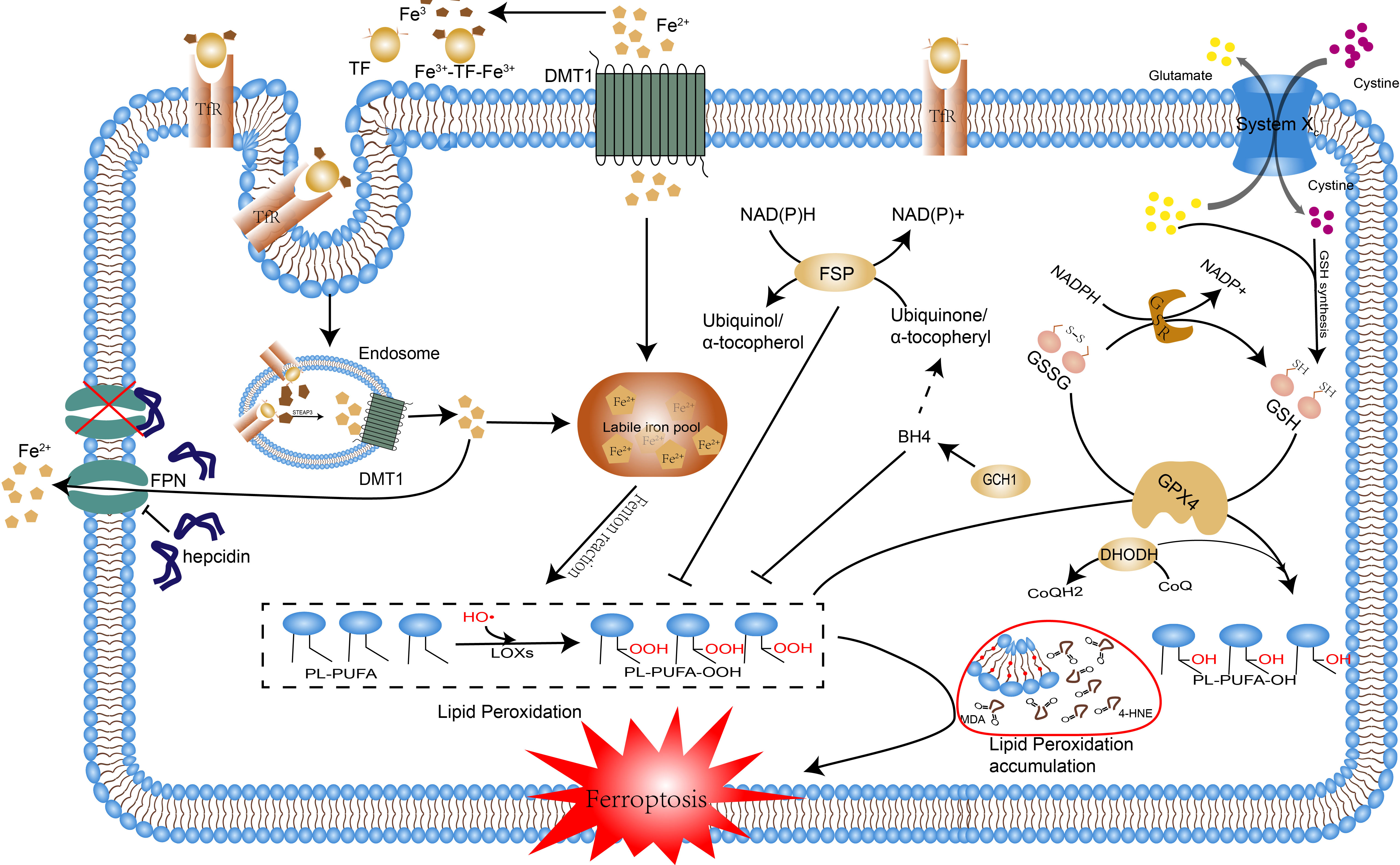 Frontiers | Ferroptosis in sepsis: The mechanism, the role and the 
