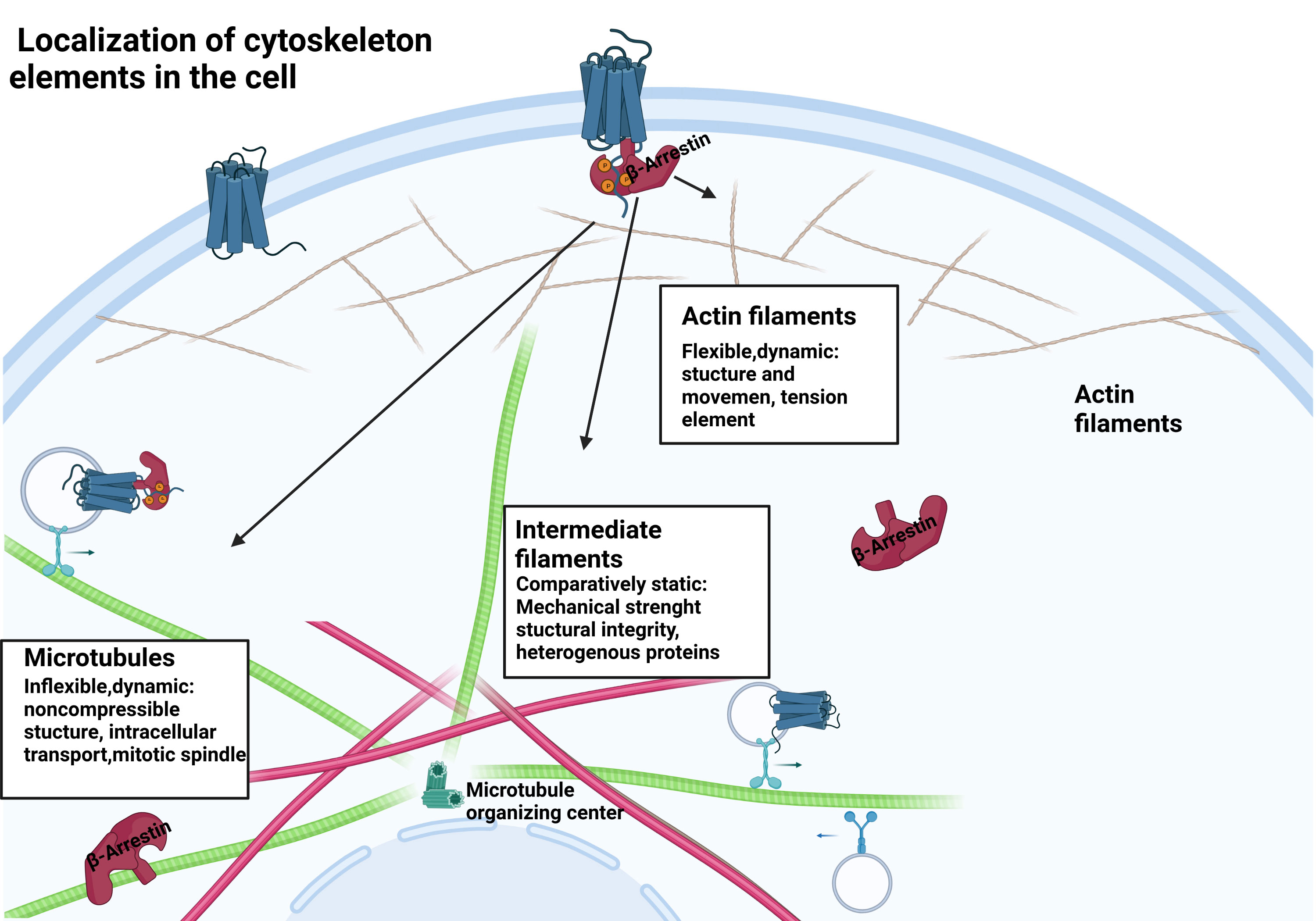 Xxx Ranjan Kumari - Frontiers | Interactions between Î²-arrestin proteins and the cytoskeletal  system, and their relevance to neurodegenerative disorders