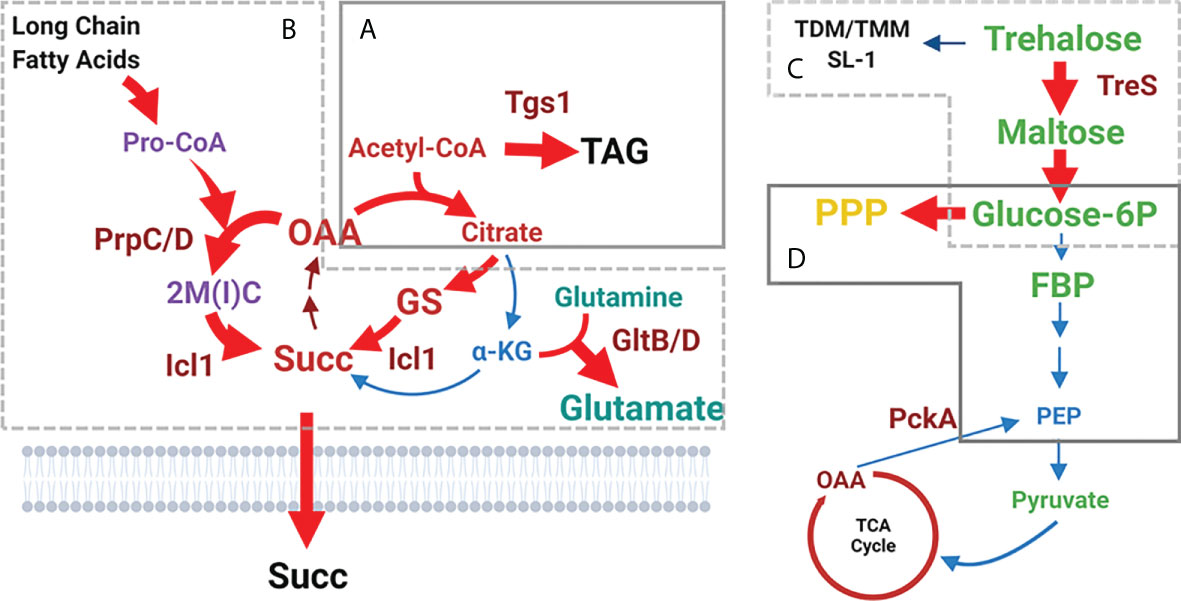 Frontiers | Central carbon metabolism remodeling as a mechanism to ...