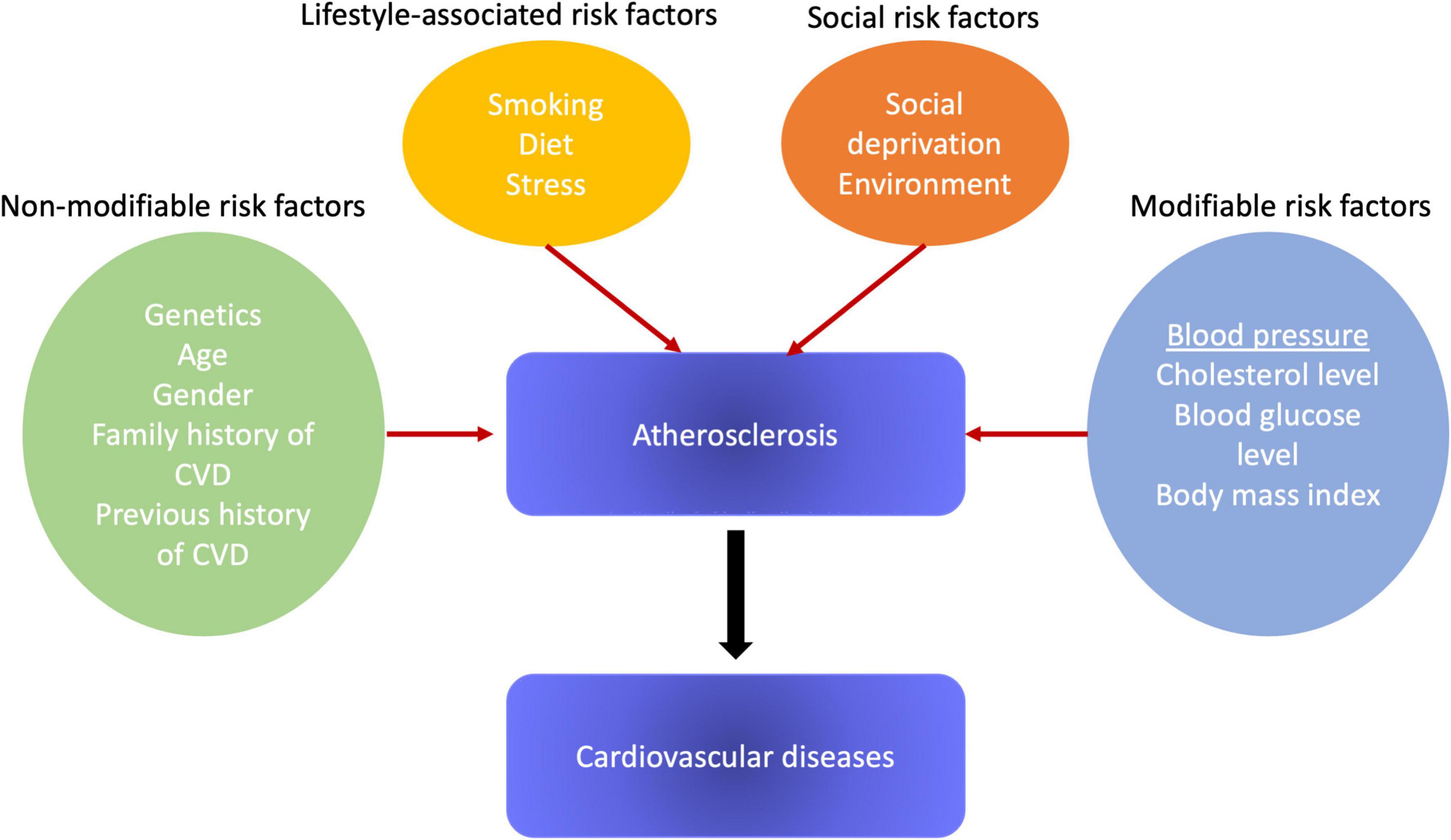 Frontiers Hypertension As A Risk Factor For Atherosclerosis 