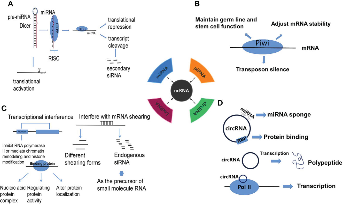 Frontiers | The gene regulatory role of non-coding RNAs in non 