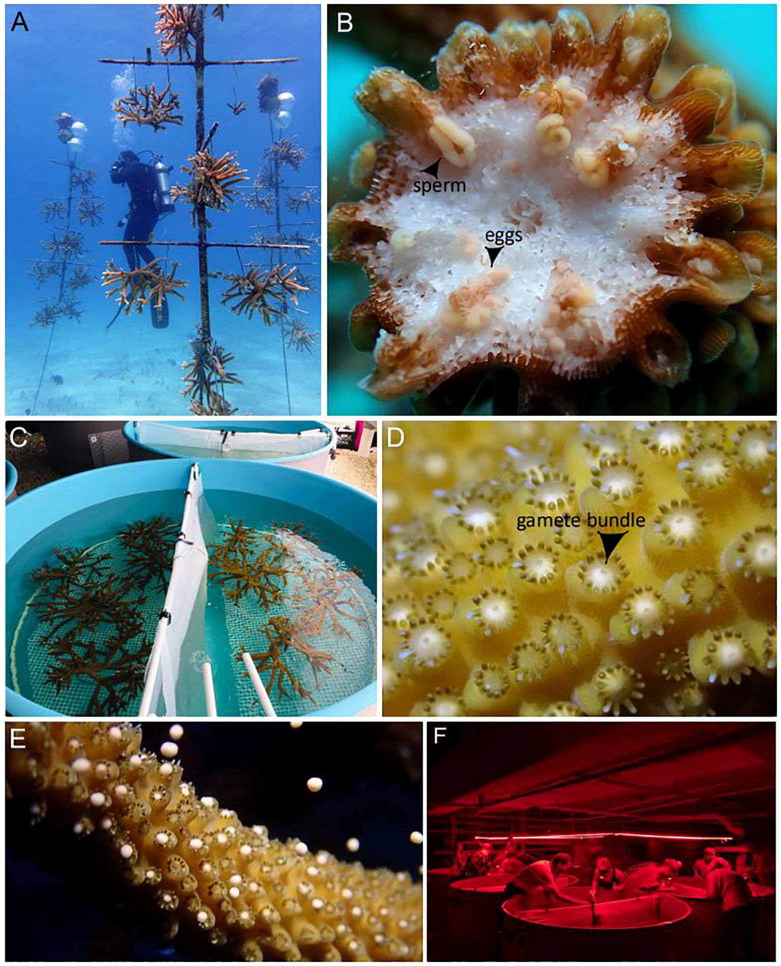 Fields of Caribbean staghorn corals discovered off Florida coast