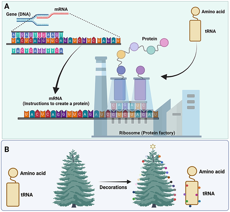 图1 - (A)基因中的遗传信息以mRNA的形式转化为指令，由核糖体(细胞的蛋白质制造“工厂”)读取。